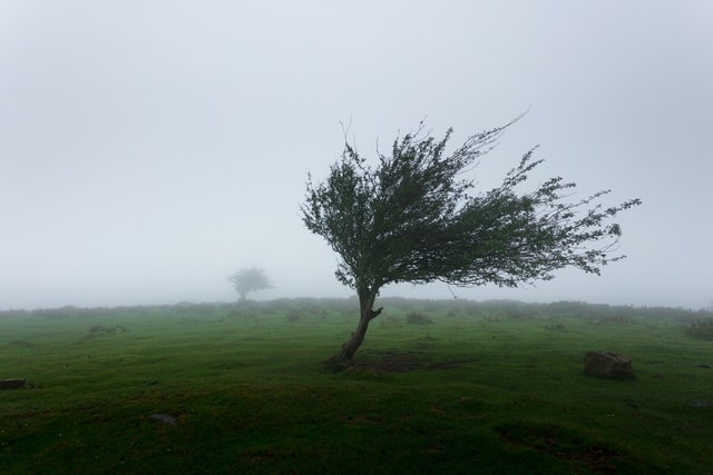 What to Do About Wind Damage to Your Roof