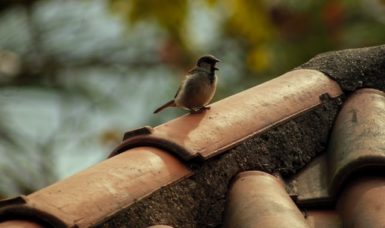 How to Stop Birds From Nesting in Your Tile Roof