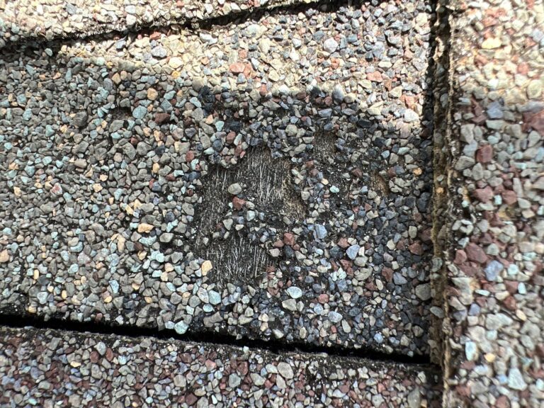 That's a hail hit, probably about 3” in diameter. The hail embedded the middle granules into the matting while knocking the outside ring off. You can tell it's hail because its like a donut.