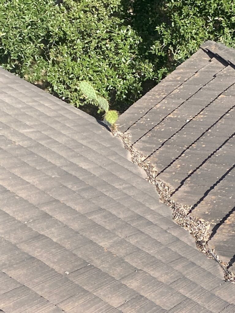 cactus-growing-tile-roof-replacement-san-antonio-tx